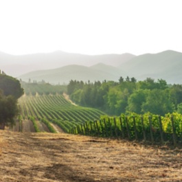 Vineyards in Livorno region (Tuscany) in the morning. Italy